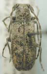  Estoloides (Estoloides) sordida