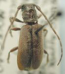  Estoloides (Estoloides) sparsa