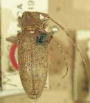  Estoloides (Spinestoloides) spinipennis