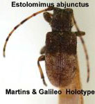  Estolomimus abjunctus