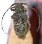  Estolomimus lichenophorus
