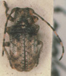  Euestola basidensepunctata