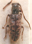  Eupogonius affinis