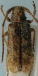  Eupogonius albipilis
