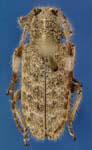  Eupogonius annulicornis