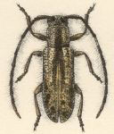  Eupogonius apicicornis