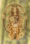  Eupogonius columbianus