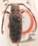  Eupogonius comus