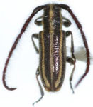  Eupogonius cryptus