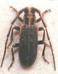  Eupogonius flavovittatus