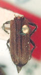  Eupogonius fuscovittatus