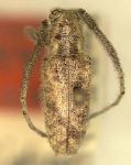  Eupogonius knabi
