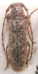  Eupogonius major