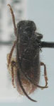  Eupogonius nigrinus