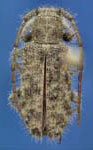  Eupogonius pauper