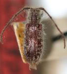  Eupogonius petulans