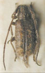  Eupogonius pilosulus