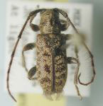  Eupogonius stellatus