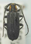  Eupogonius subarmatus