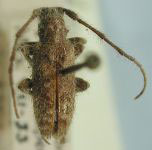  Eupogonius triangularis