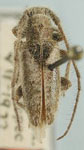 Eupogonius vandykei