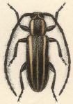  Eupogonius vittipennis