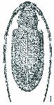  Falsestoloides mexicana