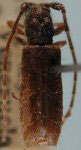  Hallothamus decorus