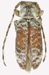  Inermestoloides rumuara