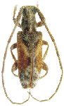  Ischnolea bicolorata