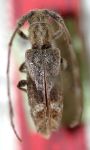  Ischnolea flavinota