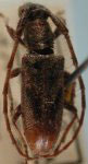  Ischnolea indistincta