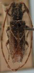  Ischnolea spinipennis