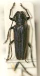  Malthonea cumbica