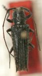  Malthonea phantasma