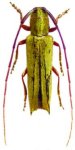  Malthonea piraiuba