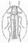  Malthonea spinosa