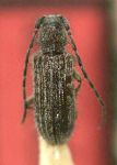  Mimasyngenes icuapara