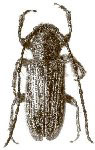 Mimasyngenes multisetosus