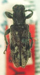  Mimopogonius hirsutus