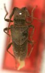  Monnetyra diabolica