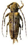  Panegyrtes apicale