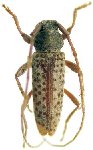  Panegyrtes clarkei