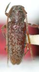  Panegyrtes porosus