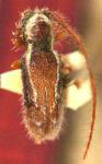  Paradesmiphora amazonica