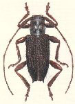  Piruana tuberosa