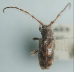 Pogonillus inermis