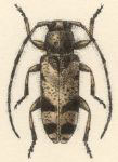  Pogonillus subfasciatus