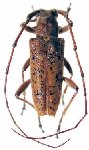  Pseudestoloides affinis