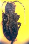  Pterolophosoma otiliae